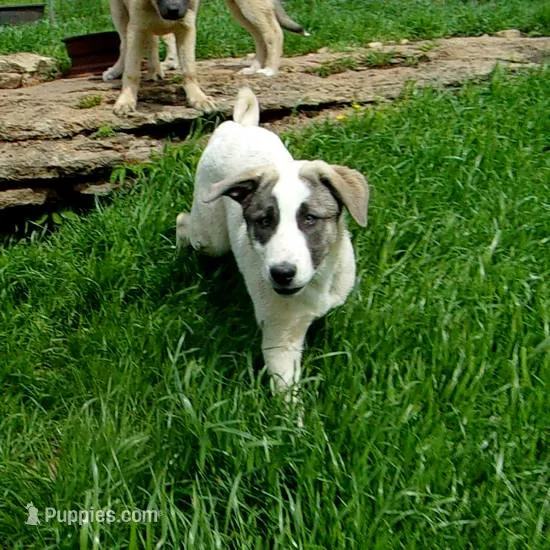 AKC- MIKEALA – Anatolian Shepherd Dog puppy for sale in Yellville, AR