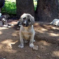AKC- CIAO, a male Anatolian Shepherd Dog for sale in Yellville, AR – 6 of 9
