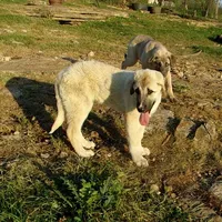 AKC- APOLLO, a male Anatolian Shepherd Dog for sale in Yellville, AR – 8 of 8
