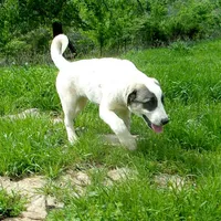 AKC- MIKAELA, a female Anatolian Shepherd Dog for sale in Yellville, AR – 10 of 10