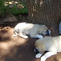 AKC- CLUTCH, a male Anatolian Shepherd Dog for sale in Yellville, AR – 9 of 10