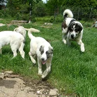 AKC- MIKEALA, a female Anatolian Shepherd Dog for sale in Yellville, AR – 10 of 10