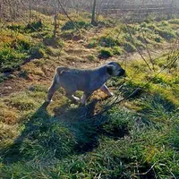 AKC- PICABOO, a female Anatolian Shepherd Dog for sale in Yellville, AR – Photo 10 of 10