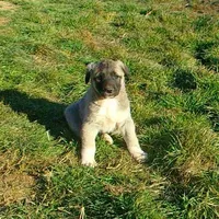 AKC- PICABOO, a female Anatolian Shepherd Dog for sale in Yellville, AR – Photo 6 of 10