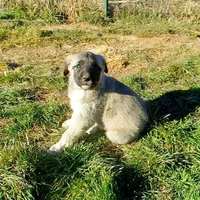 AKC- PICABOO, a female Anatolian Shepherd Dog for sale in Yellville, AR – Photo 1 of 10