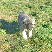 AKC- PICABOO, a female Anatolian Shepherd Dog for sale in Yellville, AR – Photo 2 of 10