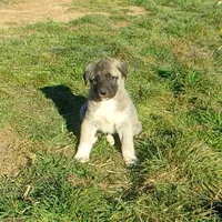 AKC- PICABOO, a female Anatolian Shepherd Dog for sale in Yellville, AR – Photo 5 of 10