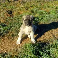 AKC- PICABOO, a female Anatolian Shepherd Dog for sale in Yellville, AR – Photo 9 of 10