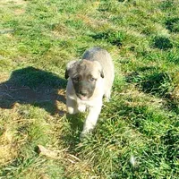 AKC- PICABOO, a female Anatolian Shepherd Dog for sale in Yellville, AR – Photo 7 of 10