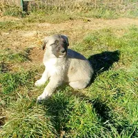 AKC- PICABOO, a female Anatolian Shepherd Dog for sale in Yellville, AR – Photo 4 of 10
