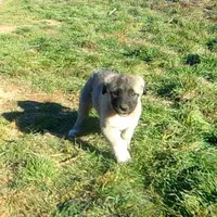 AKC- PICABOO, a female Anatolian Shepherd Dog for sale in Yellville, AR – Photo 8 of 10