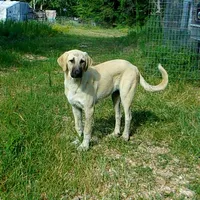 AKC- WYATT, a male Anatolian Shepherd Dog for sale in Yellville, AR – 8 of 9