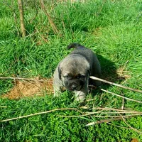 AKC Gretel , a female Anatolian Shepherd Dog for sale in Yellville, AR – 4 of 5