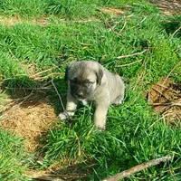 AKC Gretel , a female Anatolian Shepherd Dog for sale in Yellville, AR – 5 of 5
