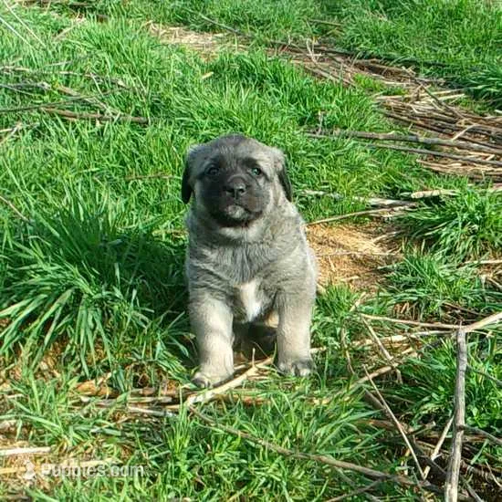 AKC Gretel  – Anatolian Shepherd Dog puppy for sale in Yellville, AR