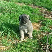 AKC Gretel , a female Anatolian Shepherd Dog for sale in Yellville, AR – 1 of 5