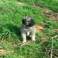 AKC Gretel , a female Anatolian Shepherd Dog for sale in Yellville, AR – 2 of 5