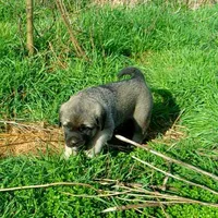 AKC Gretel , a female Anatolian Shepherd Dog for sale in Yellville, AR – 3 of 5