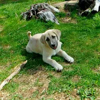 AKC- CHLOE, a female Anatolian Shepherd Dog for sale in Yellville, AR – 8 of 10