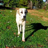 AKC- WARRIOR, a male Anatolian Shepherd Dog for sale in Yellville, AR – Photo 4 of 10