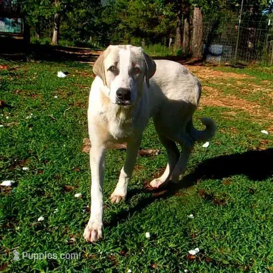 AKC- WARRIOR – Anatolian Shepherd Dog puppy for sale in Yellville, AR