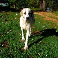 AKC- WARRIOR, a male Anatolian Shepherd Dog for sale in Yellville, AR – Photo 5 of 10