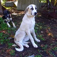 AKC- WARRIOR, a male Anatolian Shepherd Dog for sale in Yellville, AR – Photo 8 of 10