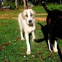 AKC- WARRIOR, a male Anatolian Shepherd Dog for sale in Yellville, AR – Photo 7 of 10