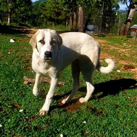 AKC- WARRIOR, a male Anatolian Shepherd Dog for sale in Yellville, AR – Photo 3 of 10