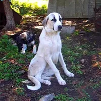 AKC- WARRIOR, a male Anatolian Shepherd Dog for sale in Yellville, AR – Photo 10 of 10