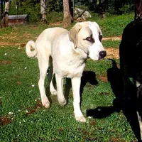 AKC- WARRIOR, a male Anatolian Shepherd Dog for sale in Yellville, AR – Photo 9 of 10