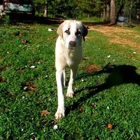 AKC- WARRIOR, a male Anatolian Shepherd Dog for sale in Yellville, AR – Photo 2 of 10