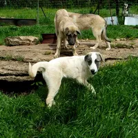AKC- MIKEALA, a female Anatolian Shepherd Dog for sale in Yellville, AR – 2 of 10