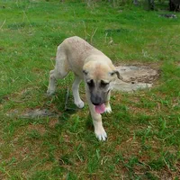 AKC- PICABOO, a female Anatolian Shepherd Dog for sale in Yellville, AR – 5 of 7