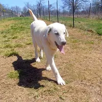 AKC- WAYNE, a male Anatolian Shepherd Dog for sale in Yellville, AR – Photo 8 of 10