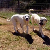 AKC- WAYNE, a male Anatolian Shepherd Dog for sale in Yellville, AR – Photo 2 of 10