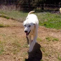 AKC- WAYNE, a male Anatolian Shepherd Dog for sale in Yellville, AR – Photo 4 of 10