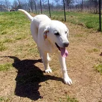 AKC- WAYNE, a male Anatolian Shepherd Dog for sale in Yellville, AR – Photo 9 of 10
