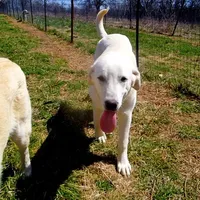 AKC- WAYNE, a male Anatolian Shepherd Dog for sale in Yellville, AR – Photo 6 of 10