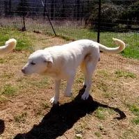 AKC- WAYNE, a male Anatolian Shepherd Dog for sale in Yellville, AR – Photo 5 of 10