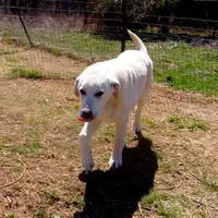 AKC- WAYNE, a male Anatolian Shepherd Dog for sale in Yellville, AR – Photo 1 of 10