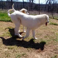 AKC- WAYNE, a male Anatolian Shepherd Dog for sale in Yellville, AR – Photo 10 of 10