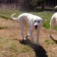AKC- WAYNE, a male Anatolian Shepherd Dog for sale in Yellville, AR – Photo 3 of 10