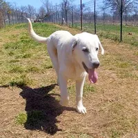 AKC- WAYNE, a male Anatolian Shepherd Dog for sale in Yellville, AR – Photo 7 of 10