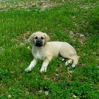 AKC- GOLDIE, a female Anatolian Shepherd Dog for sale in Yellville, AR – 3 of 10