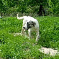 AKC- MIKEALA, a female Anatolian Shepherd Dog for sale in Yellville, AR – 6 of 10