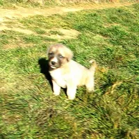 AKC- BONNIE, a female Anatolian Shepherd Dog for sale in Yellville, AR – Photo 5 of 10