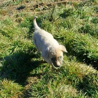 AKC- BONNIE, a female Anatolian Shepherd Dog for sale in Yellville, AR – Photo 7 of 10