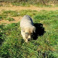 AKC- BONNIE, a female Anatolian Shepherd Dog for sale in Yellville, AR – Photo 8 of 10