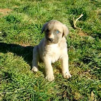 AKC- BONNIE, a female Anatolian Shepherd Dog for sale in Yellville, AR – Photo 3 of 10